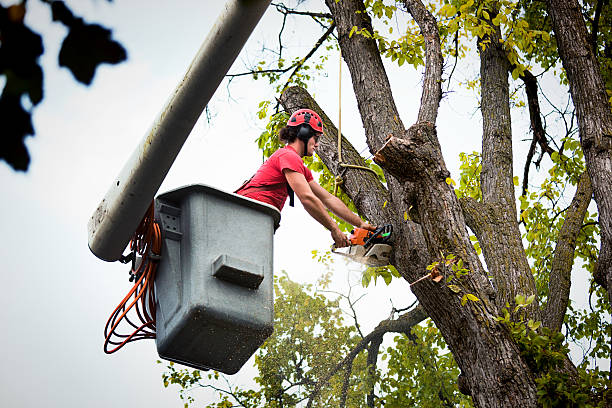 Best Arborist Consultation Services  in Bethany, MO